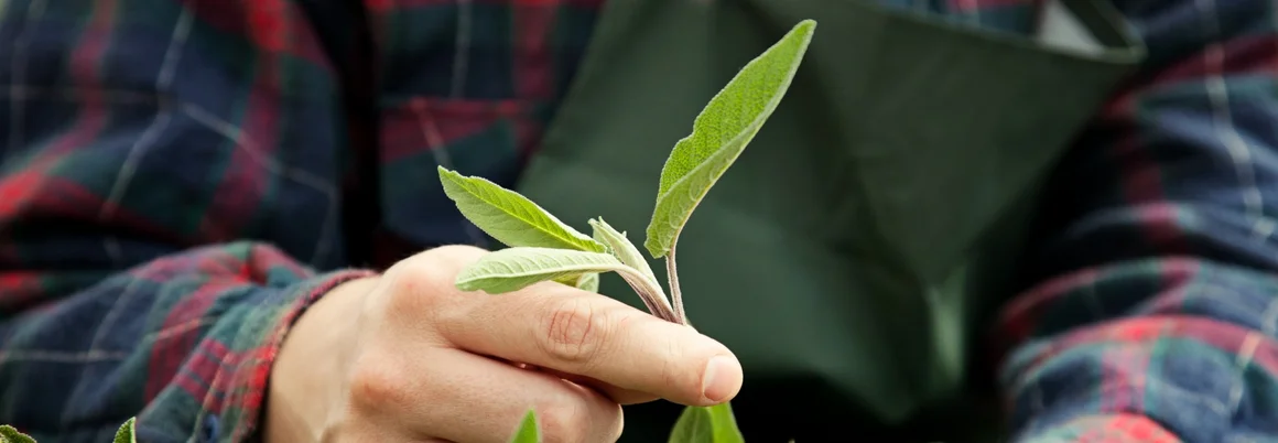 Person hält Salbeipflanze in den Händen